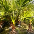 Mexická palma (Washingtonia robusta) – výška 200-220 cm, výška kmeňa 80-90 cm, kont. C50L (-4°C) 